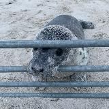 Лежбище Тюленя