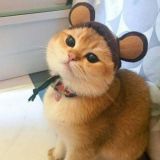 Кесулькены :)