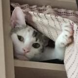 буття котяче