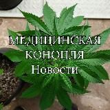 Медицинская конопля. Новости. CBD.