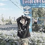 𝗫𝗜𝗜𝗩 — " Darkness XIII: Blood and Shadows "