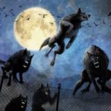 Wolfmoon🌗🐺