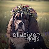 🧸•𝚎𝚕𝚞𝚜𝚒𝚟𝚎 𝚍𝚘𝚐𝚜•ᶜʰᵃᶰᶰᵉᶫ🧣