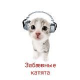 забæвные катята 🐱