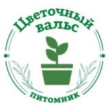 Тюльпаны Питомник Цветочный Вальс