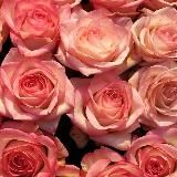 🆕@sliv_ot_blogerov_3←новый