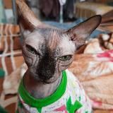 О том, о сём