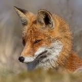 Эстетика Лис