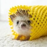 ёжики 🦔
