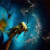 Francesco Cappello - Seminare domande