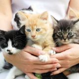 КОТЯТА😽😽😽ТОЛЬКО В ДОБРЫЕ РУКИ! НАВОИ!