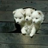 Пушистое и Милое