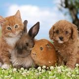 Animal Planet. Интересно о животных.