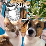 Двое в Аргентине, не считая собаки и кота! 🔥🏜🌞✨🇦🇷