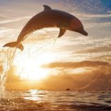 Творческая лаборатория Дом Дельфинов🐬
