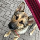 Farya the Shepherd Комментарии