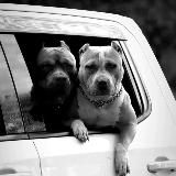 ℕ.𝕖.𝕧.𝕖.𝕣. 𝔾.𝕚.𝕧.𝕖. 𝕌.𝕡 ♣🎶