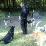 Наши собаки 🐈