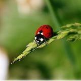 Народная медицина