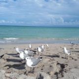 ФЛОРИДА АРЕНДА КВАРТИР