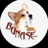 Питомник BUNASE🐶