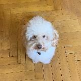 Марквис daily