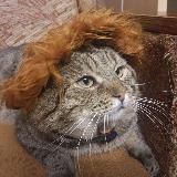 ФРОНТОВЫЕ БУДНИ КОТА КОМБАТА