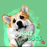 ¡𝙢𝙞𝙣𝙩 𝙙𝙤𝙜𝙨!