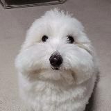 𝐏𝐮𝐩𝐩𝐞𝐫 𝐆𝐚𝐧𝐠 🐶