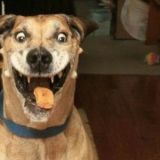 ImperatoreCicciofamer