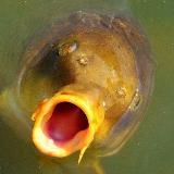 Инсайды от Осётра