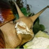 УЛИТКА КУКОН ГРУППАСИ😀