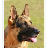 Кинология Андижана