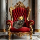 Сонька Club🐱🤫🧏♂️