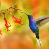 Colibri Santé au Naturel