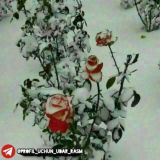 ❤❤ Samolardan Balanda ❤❤