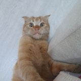 Кот-блогер Персик 🐈