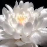 𝕳𝖊𝖗𝖟𝖊𝖓𝖘𝖜𝖆𝖍𝖗𝖍𝖊𝖎𝖙𝖊𝖓DasOriginal 🪷🧚‍♀️♡☀️🕉☀️♡🧚🪷