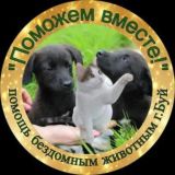 "Поможем вместе!" помощь бездомным животным г. Буй