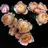 Scientia et Aesthetica