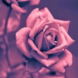 Sacramento Red Cheeks vetting