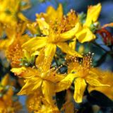 Heil- & Wildkräuter Akademie e.V.