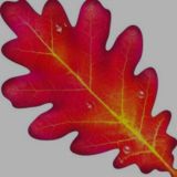 Старый Донецк | Исторический чат