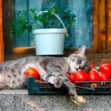 Двор и дача