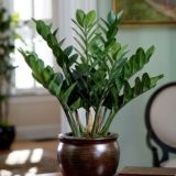 🌺Домашний уют. Выращивание домашних цветов🌺