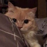 Предбан общество