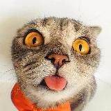 Вертихвосты