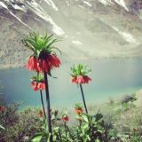 گروه دورودیها