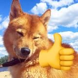 Карельские лайки