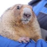 День сурка в СНГ